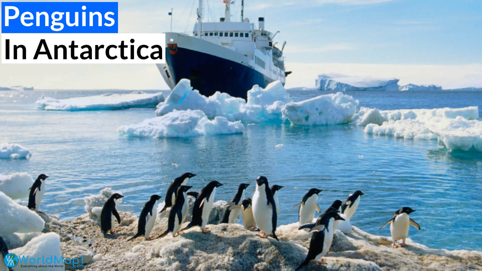 Penguins Near Vessel in Antarctica